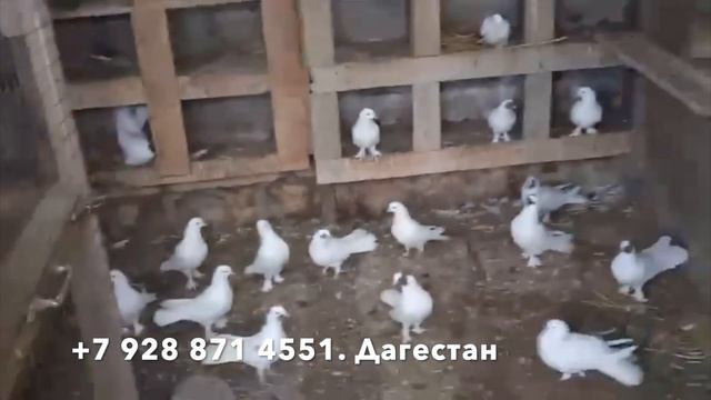 Продаются широкохвостые голуби в Дагестане! смотреть онлайн