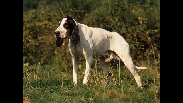 Большая гасконско- сентонжская гончая смотреть онлайн