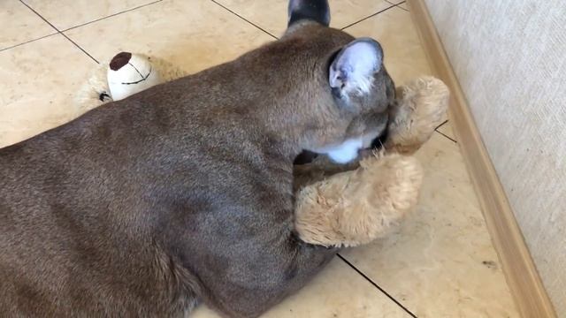 КАК МЫ С ПУМОЙ ОБЩАЕМСЯ смотреть онлайн