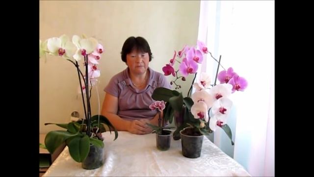 Зеленый налет в горшке с орхидеей,  Грунт, Выбор горшка.