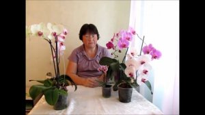 Зеленый налет в горшке с орхидеей,  Грунт, Выбор горшка.