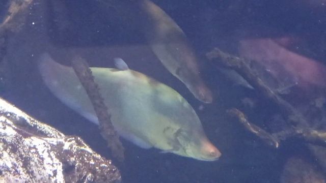 Хищные рыбы. Индийский нож смотреть онлайн