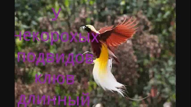 Райская птица смотреть онлайн