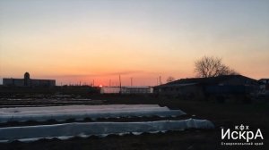 Ранние дыня и арбуз в открытый грунт под пленку