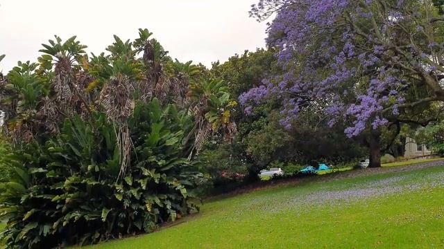 Мечта путешествиника. Новая Зеландия 4K 2019.12 - 01 New Zealand, Окленд, Меривай Ганнет Колони смотреть онлайн