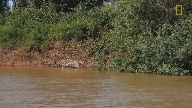 Барс американский, известный как ягуар охотится на крокодила смотреть онлайн