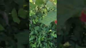 Малина «Карамелька». Лучший ремонтантный сорт для средней полосы России