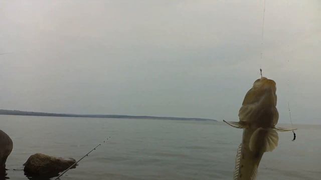 Ловим бычка. Кременчугское водохранилище. смотреть онлайн