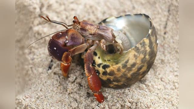 Доминикана 2017 октябрь смотреть онлайн