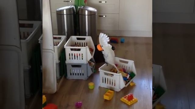 Harley my funny cockatoo смотреть онлайн