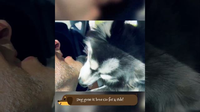 Free puppies, free the puppy Pomski & Micro Bully are free too смотреть онлайн