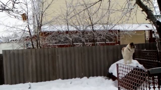 Охота на кота смотреть онлайн