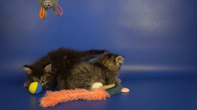 Сибирские коты Timofey и Tigran, 1 месяц 9 дней смотреть онлайн