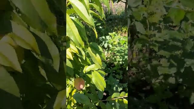 Персик Вайн Голд (Т-3) смотреть онлайн