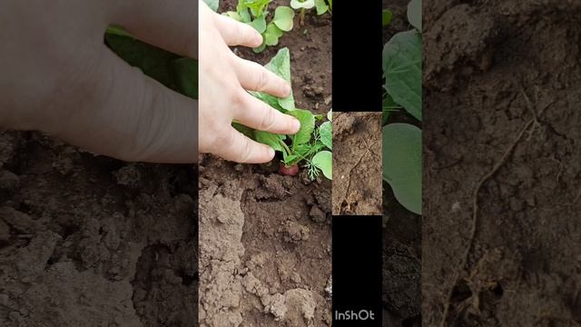 Польза и Вред Редиса , редиски. Вкусная редиска. Самый ранний витамин с грядки.