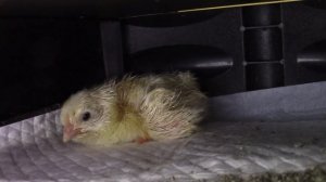 Ну ВОТ и ВСЁ  21 22  день инкубации Что произошло? Будут ли у нас цыплята? ОНИ ПИЩАТ ИЗ ИНКУБАТОРА