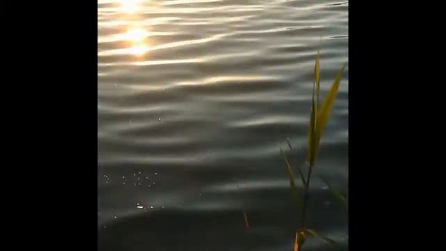 Вальд -первая встреча с водой и уткой. смотреть онлайн