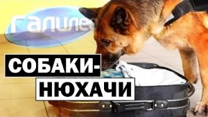 Галилео | 0080 ?? Как собаки ищут наркотики?