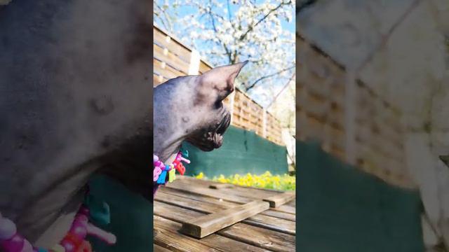 Лысая кошка сфинкс боится гулять на улице смотреть онлайн