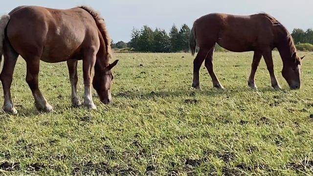Советские тяжеловозы конного хозяйства Уварова П.М. Часть №1. смотреть онлайн