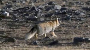ТИБЕТСКАЯ ЛИСА! Скрытный и выносливый хищник.
