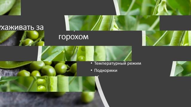 Как вырастить горох на подоконнике смотреть онлайн