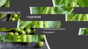 Как вырастить горох на  подоконнике