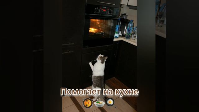 Добрая история про одного котика! - Ефимов Леонид смотреть онлайн