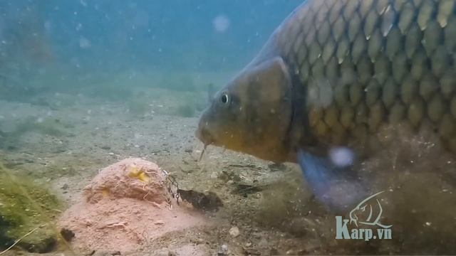 Lý Do Tại Sao Cá Ăn Vẫn Móm | Cá Chép Ăn Mồi Dưới Nước Cực Kì Khôn | Underwater Carp Fishing смотреть онлайн