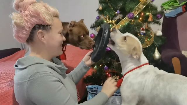 С наступающим Новым Годом / Подарки для собак / Тайный Санта / 2022 год! /С Новым Годом смотреть онлайн