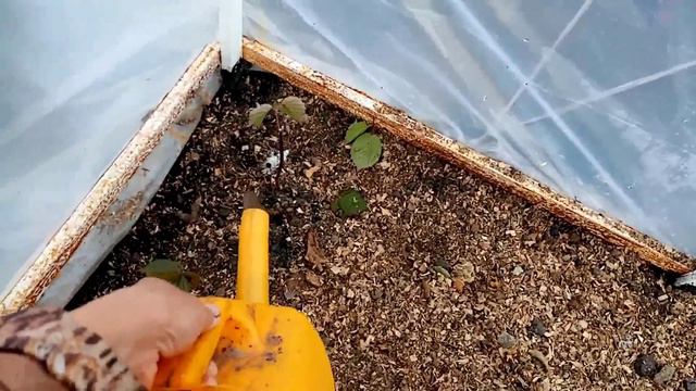 Пересадила ЧЕРЕНКИ Ежевики в ТЕПЛИЦУ. Обильно ПОЛИВАЮ.    18 октября 2021г.