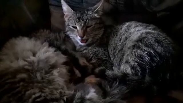 Кошка Люся рожает котят?????? смотреть онлайн
