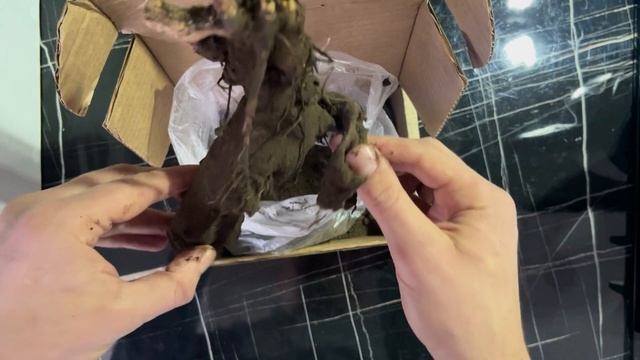 Правильное хранение пионов до высадки смотреть онлайн