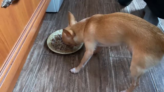 ЧИХУАХУА ? НА ДИЕТЕ , ЕСТ ГРЕЧКУ С КУРИНЫМИ СЕРДЕЧКАМИ ??? смотреть онлайн