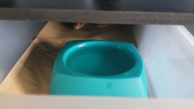 Baby purple albino reticulated python...**Warning Live Feeding** смотреть онлайн