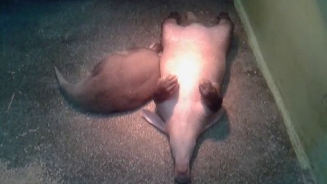 Смотреть всем=) Трубкозуб отдыхает)) смотреть онлайн