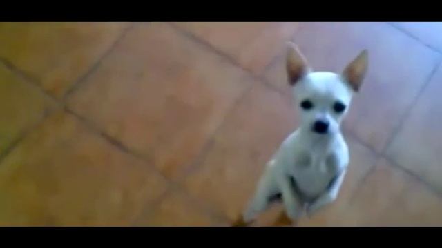 собака танцует сальсу смотреть онлайн