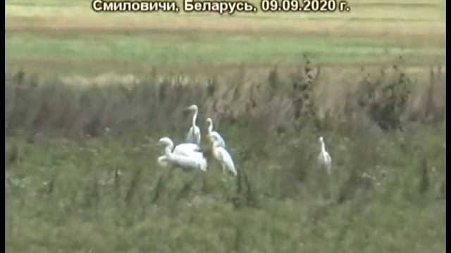 Стая белых цапель на канаве avi смотреть онлайн