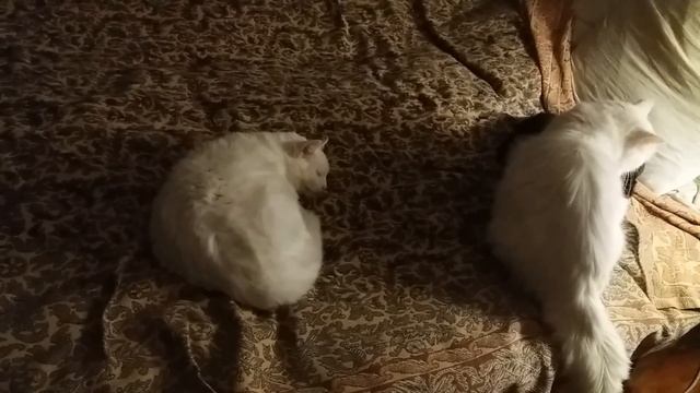 Кошки заснули.Видео № 32 смотреть онлайн