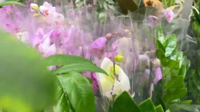 ШИКАРНЫЕ орхидеи РАСПРОДАЖА в Леруа!!! смотреть онлайн