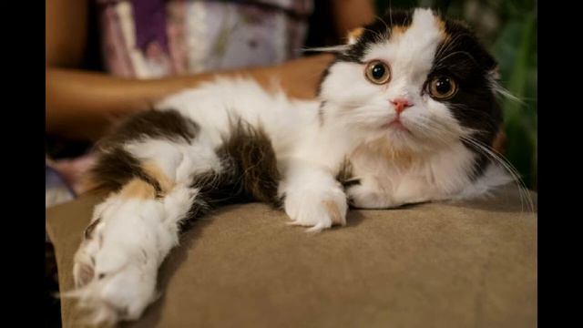 Шотландская вислоухая кошка смотреть онлайн