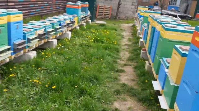 Как Добывать Гомогенат!!! смотреть онлайн