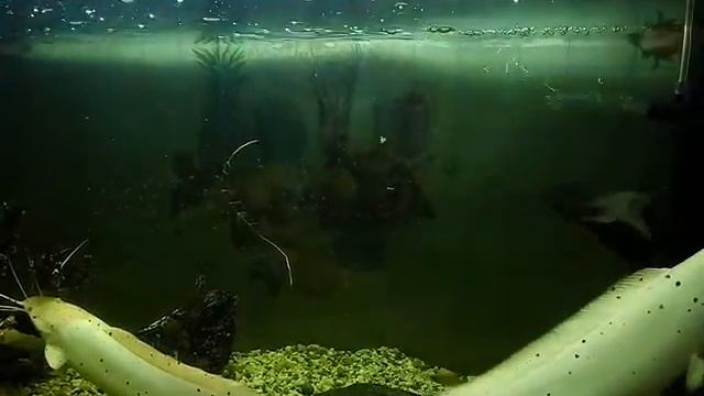 Мешкожаберный сом альбинос Клариус смотреть онлайн
