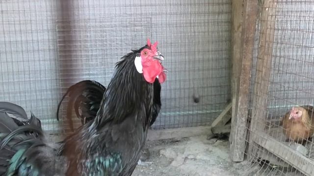 Рогатые Французы - куры "Люцифера") Курчавые куры Horned French - chickens "Lucifer") Curly chicken смотреть онлайн