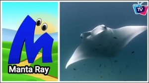 Sea Animals Song, Alphabet Sea animals, A to Z Sea Animals, abc song, abcd song - Kidsfuna2zTV