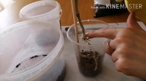 ДЕНДРОБИУМ. Как сажаю отросток дендробиума. Грунт.