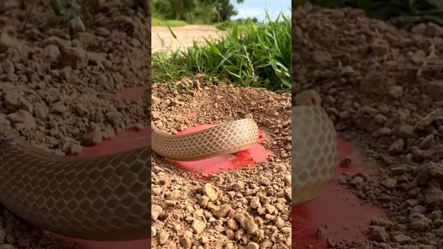 Snake trap,short snake,daily trap #snaketrap смотреть онлайн