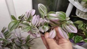 Розовая традесканция компактный медленно растущий сорт