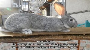 Сколько длится беременность у кроликов: сроки вынашивания