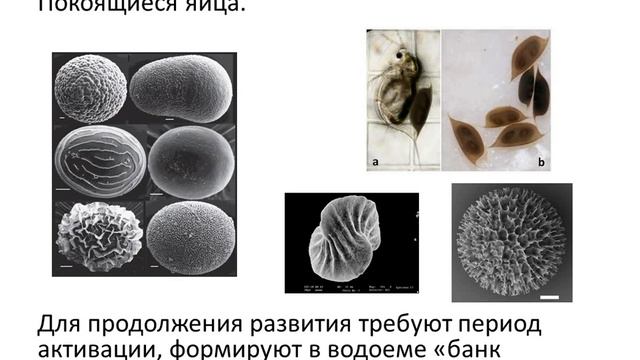Жизненные формы и расселение смотреть онлайн